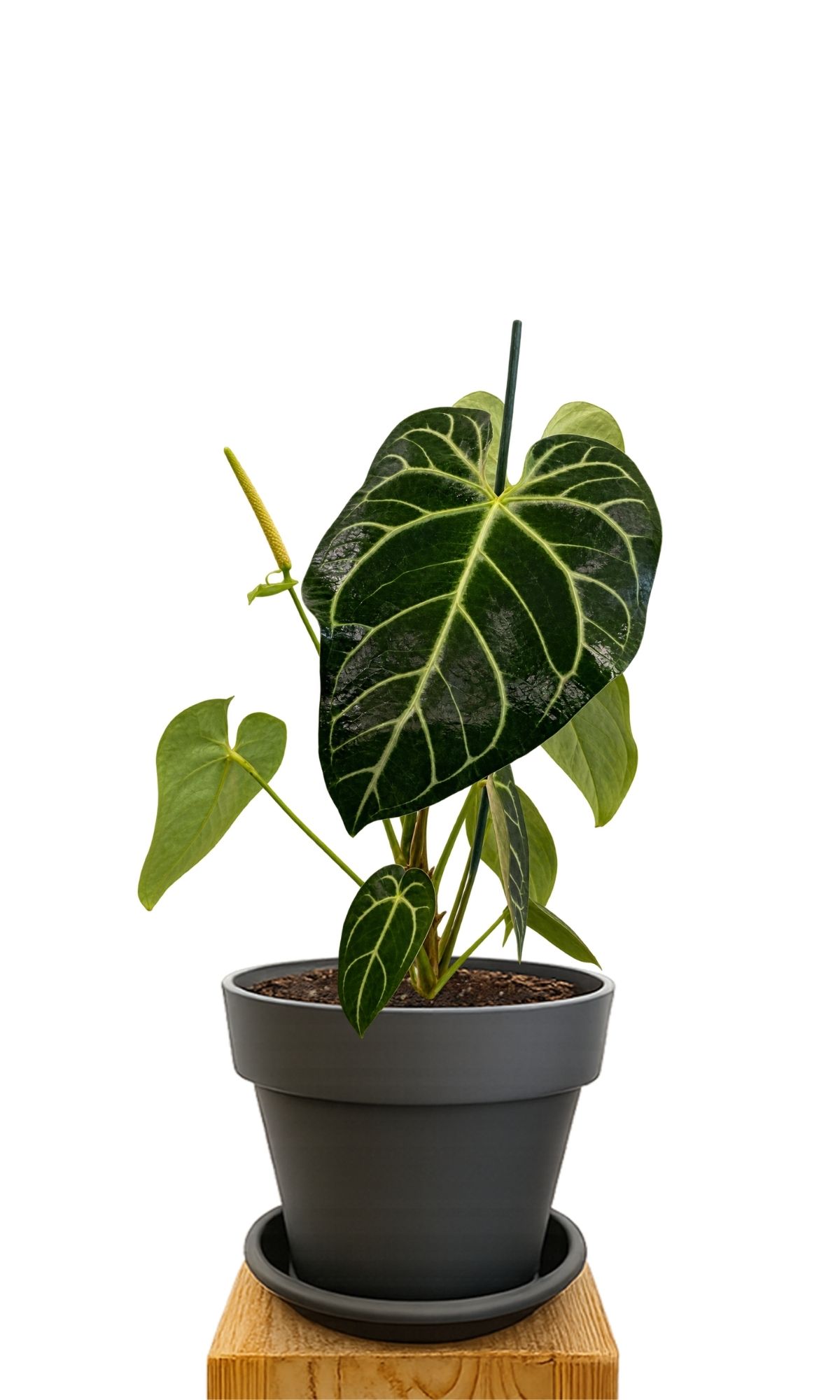 Kit de plantation 30 Anthracite